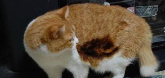 为啥要养猫猫狗狗?因为无论我几点回来,它都蹲在门口等我