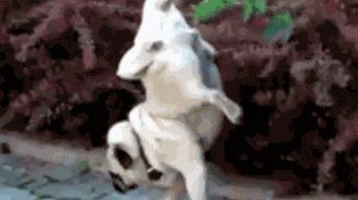 做饭到一半,狗狗竟主动跳进锅里,主人气的想炖狗肉:是要加餐?