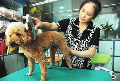 狗狗意外猝死 原因竟然是害怕被剃毛