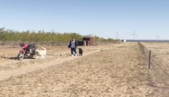 狗狗每日坐摩托车陪主人放羊,好通人性的狗狗