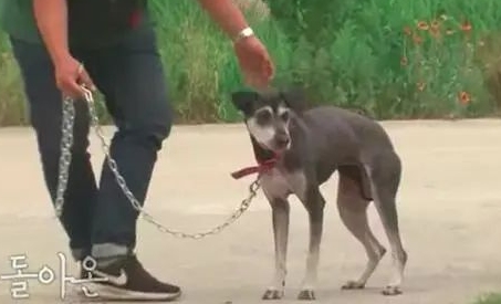狗狗被前主人送给朋友后却被遗弃,它风雨中等待4个月终又回到家