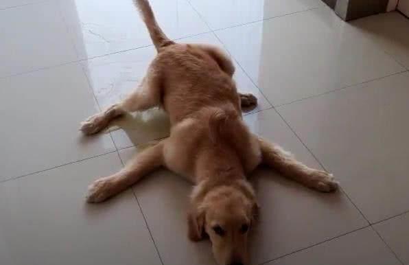 小狗狗被打扮成公主，乖乖躺在萌窝里，心已经被狗萌化！