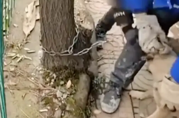 父亲要将家里的狗狗卖掉,儿子想去劝阻却被骂,站在原地眼泪直掉!
