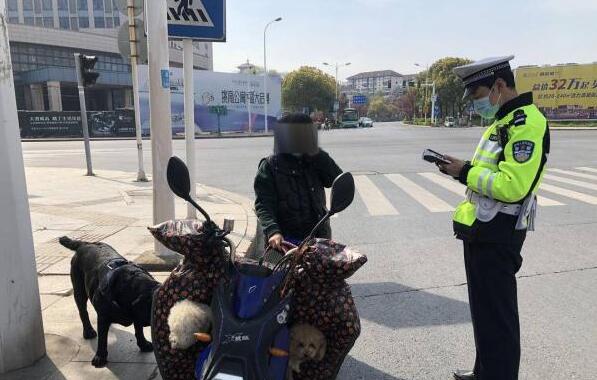 为了给宠物犬减肥 女子让狗拉电动车