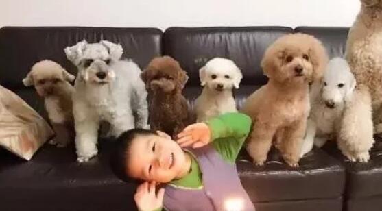 孩子与狗狗真的不能共存吗?看看国内外专家是怎么说的!