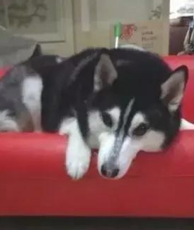 将14岁家狗骨灰烧制硫璃，她见圆珠上浑然一体的黑与白狗脸，红了眼圈…