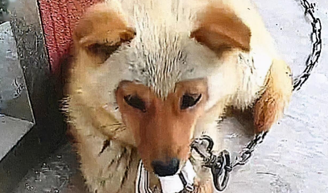 土狗高龄产下独子,长大后的模样却有些喜感