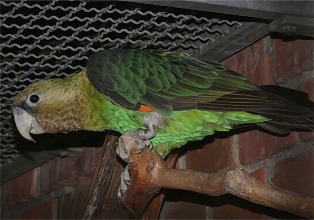 海角鹦鹉身份信息