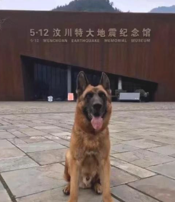 512地震中最终一头搜救犬“沈虎”离逝!曾在废区中解救15人