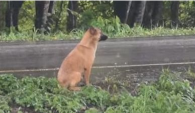 忠犬痴等主人1年 最后却惨死路边