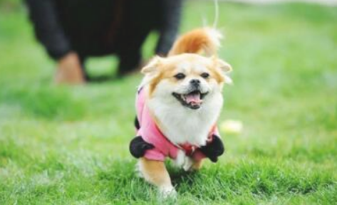宠物狗可以预警信息信息内容主人癫痫发作,你相信吗?