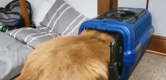 牧羊犬对幼犬航空箱情有独钟,半只脚露在外面,还示意主人关门