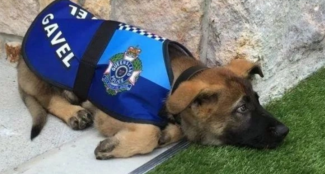 美国CIA警犬因表现不佳惨遭“退学”!网友大呼理解