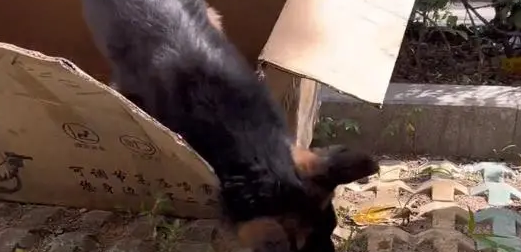得了犬瘟的德牧奋力想挣脱命运,但令人心寒的则是冷言冷语
