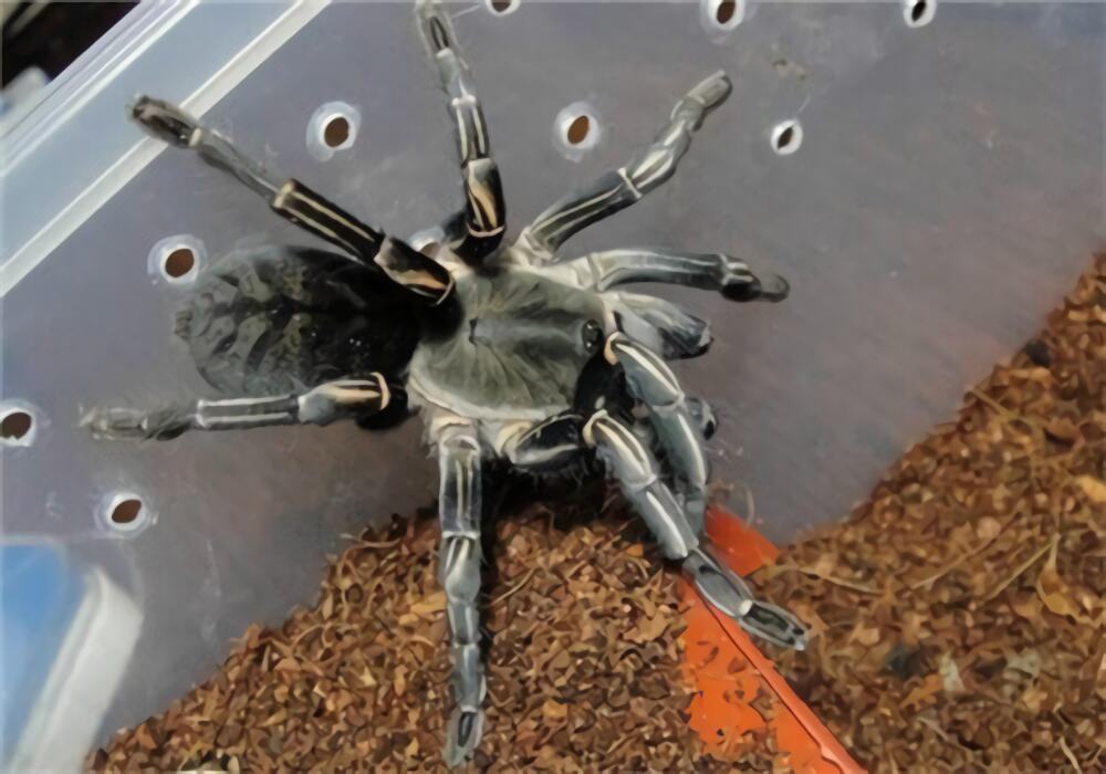 泰国斑马脚身份信息