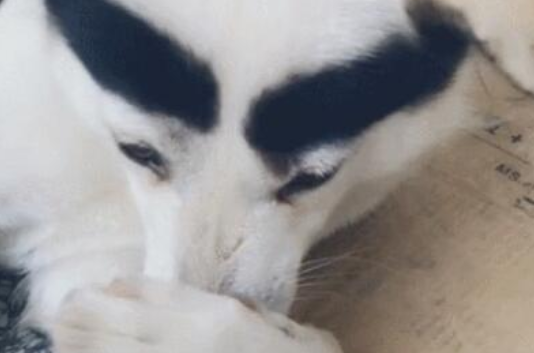 主人家给狗狗贴上两条粗眉，狗狗：铲屎官，我可爱吗？