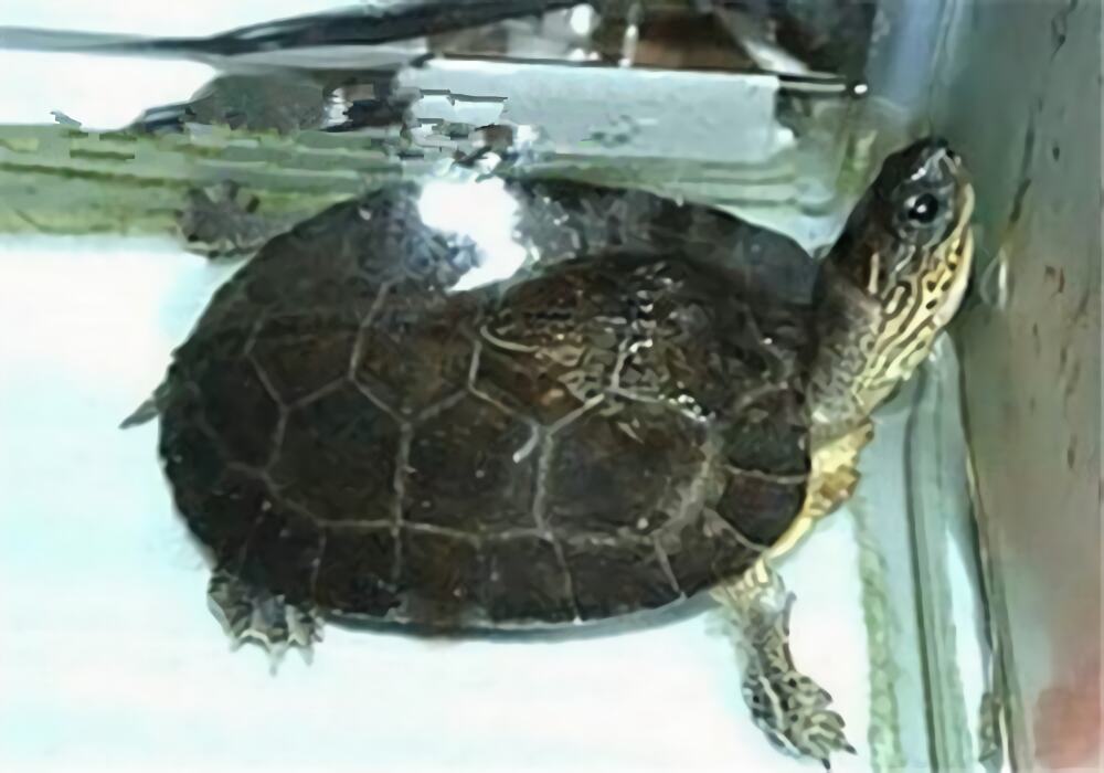 黑木纹龟身份信息