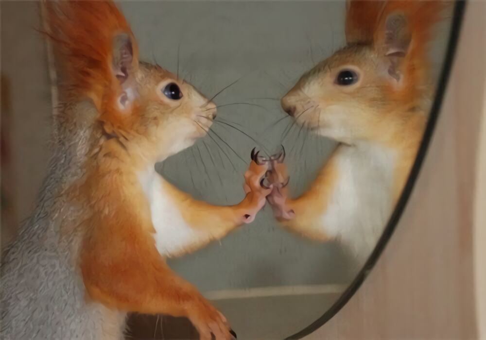 雪地松鼠身份信息