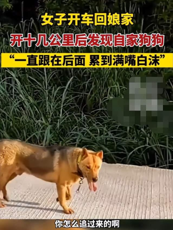 女子开车回娘家,自家狗狗舍不得,竟追出十多公里