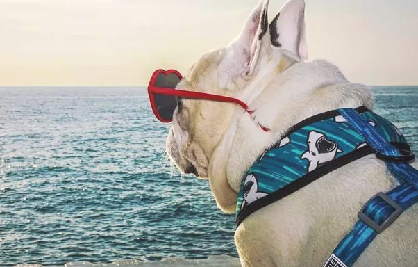 有一种感情!据说养宠物犬的优秀人才懂?