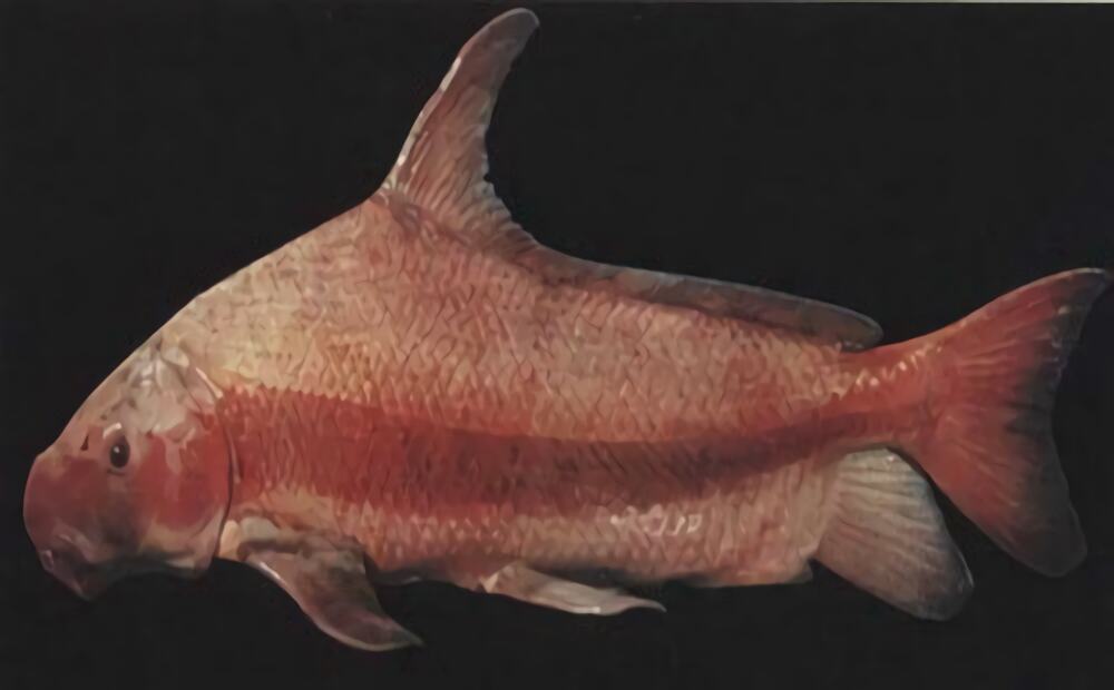 胭脂鱼身份信息