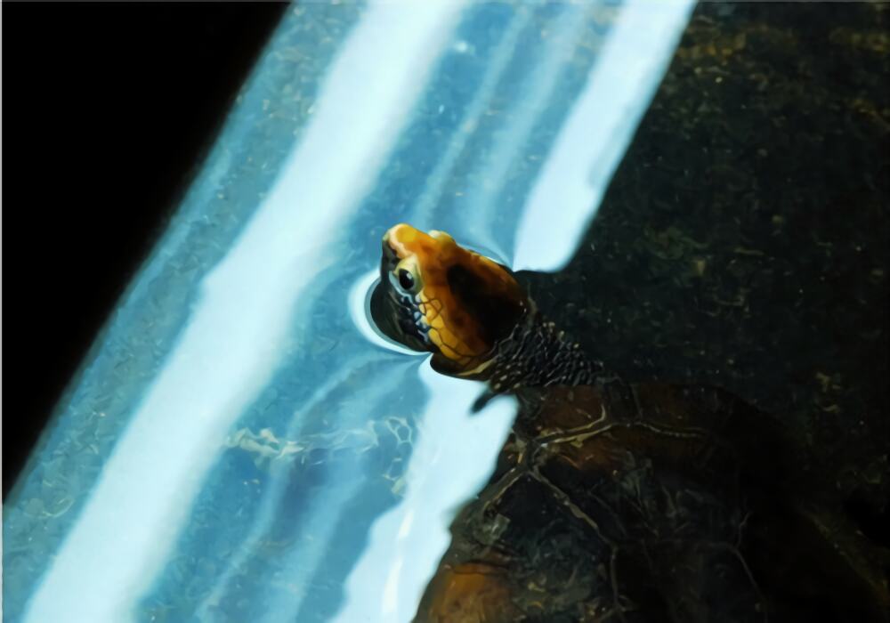 红头蛇颈龟身份信息