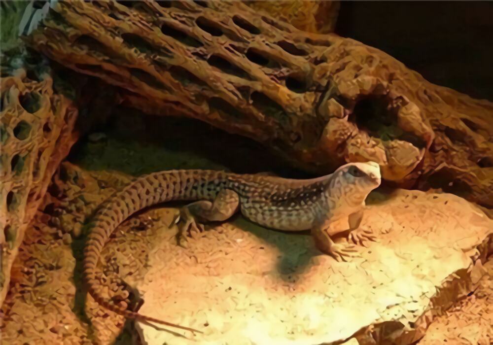 沙漠鬣蜥身份信息