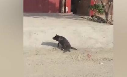 狗狗后腿残疾,大街小巷来回爬