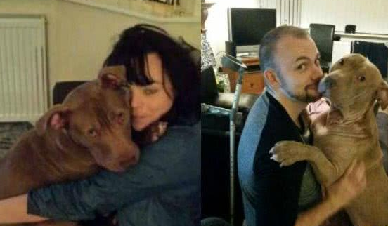 十二名壮汉从民宅捕走一只斗牛犬,只因有投诉听说这类狗很凶?