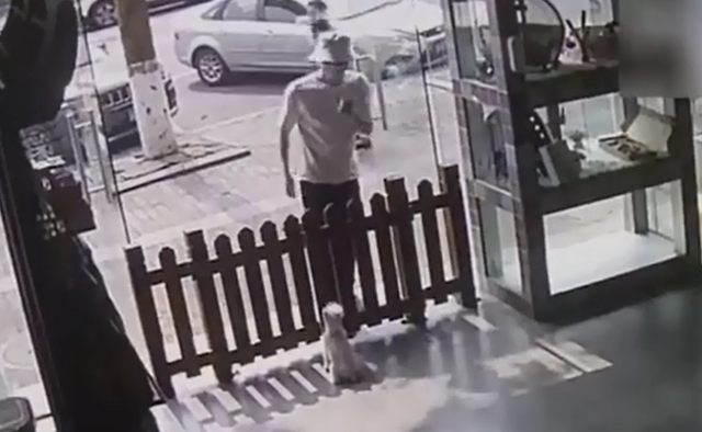 宠物店万元名犬被偷,民警72小时寻回
