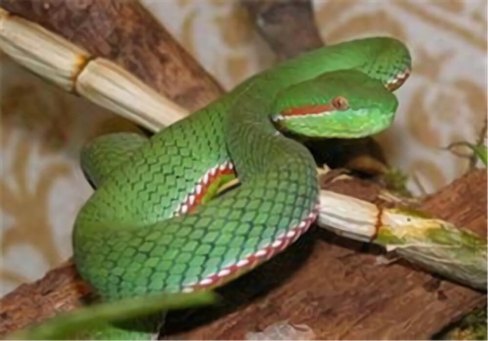 冈氏竹叶青身份信息