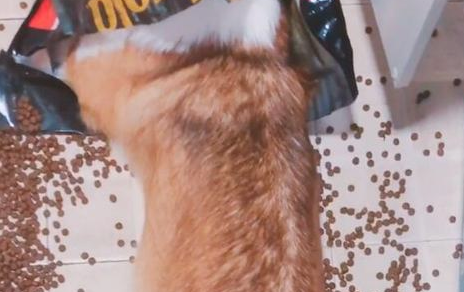 狗狗偷食被揍三耳光，柯基：想喊醒一只吃饱了的狗，不太可能！