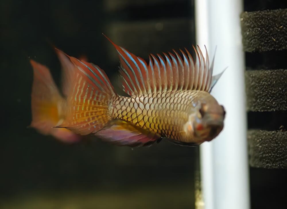 白蓝特短鲷身份信息