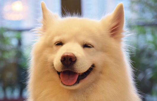 哈尔滨八网点可办犬证 宠物丢了好找咬人保险公司赔