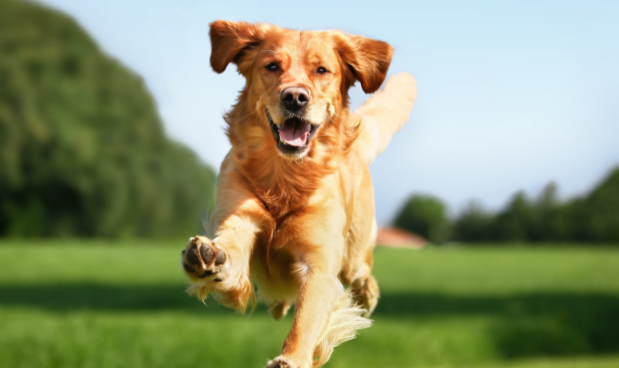 四川一宠物店前雕塑狗遭人打砸，系宠物粪便纸抽，店主：不能理解