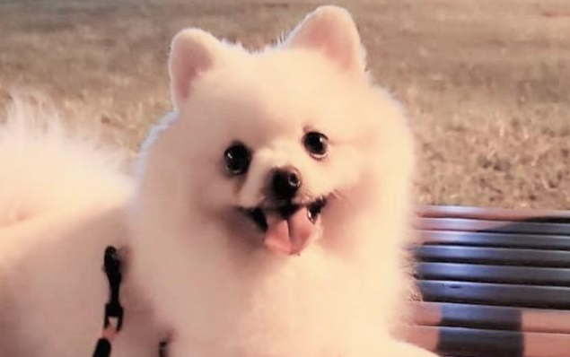 博美因咬人被抛弃，新主人初见面伸手就被咬，却坚持见狗狗感化它