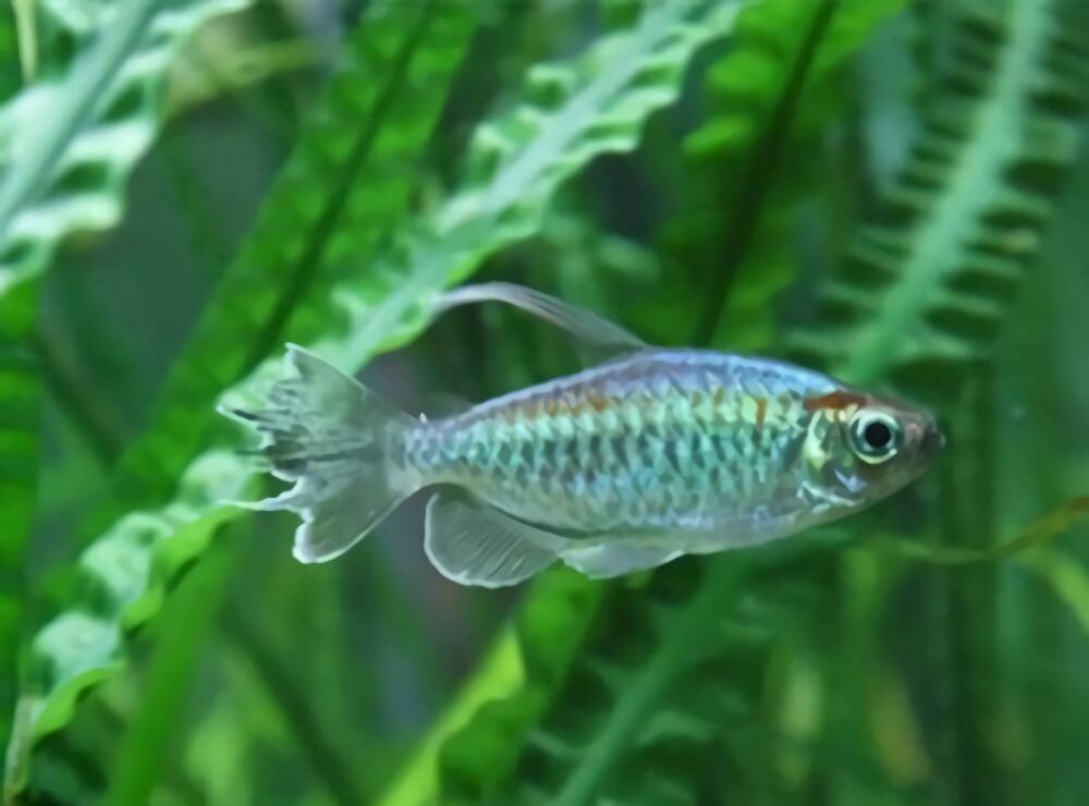 刚果扯旗鱼身份信息