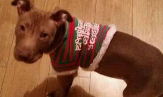 十二名壮汉从民宅捕走一只斗牛犬,只因有投诉听说这类狗很凶?