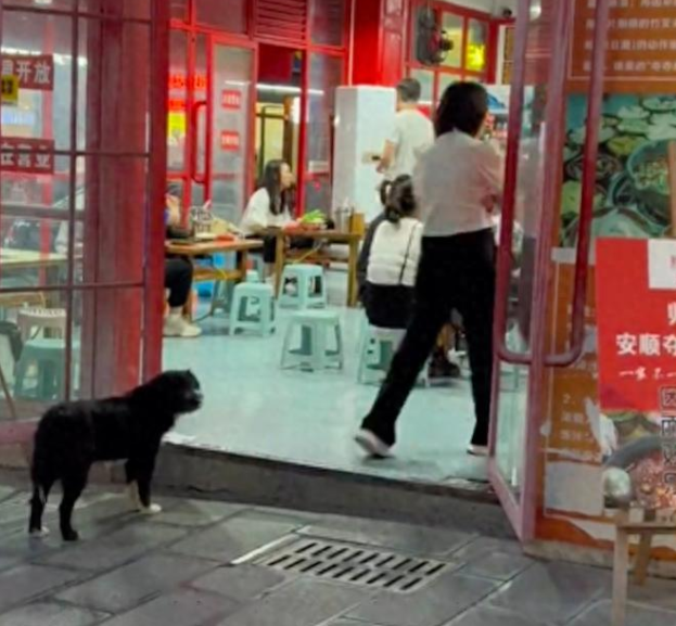 懂事的流浪狗不进入饭店里,只在门口等待投喂