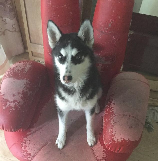 哈士奇发觉主人家偷自身犬粮,一气之下竟把主人家锁上在家里门口!