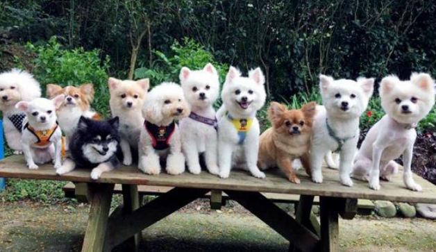 突发火灾夺去9只爱犬生命,主人含泪发文提醒,用电安全很重要