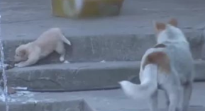 流浪犬送去狗崽后离去，漂亮美女偷偷追踪，见到的一幕禁不住痛哭！