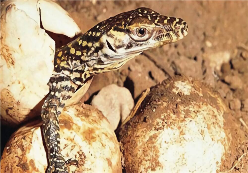 科莫多巨蜥身份信息