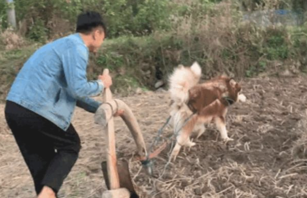 主人让阿拉斯加到农村耕地,牛:我的工作竟被一只雪橇犬抢了?