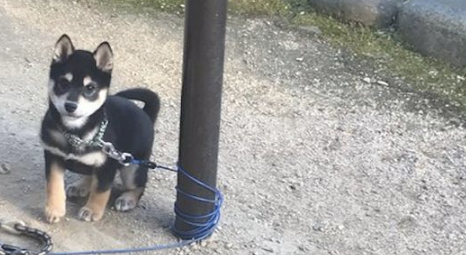 要是把柴犬拴起來,它就会把牵引绳绕两圈盘绕起來,狗:利害吧!