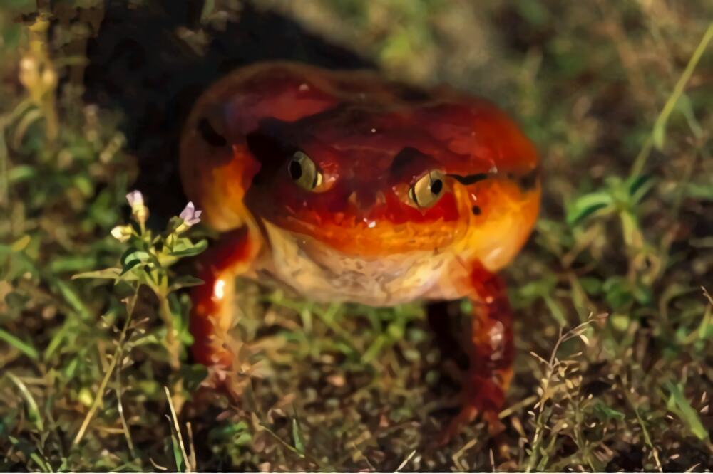 安东吉利红蛙身份信息