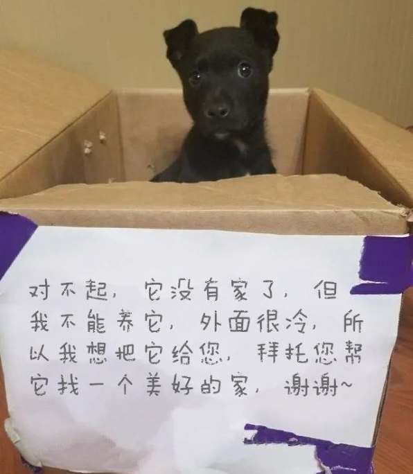 可怜狗狗被弃校门口纸箱内,箱上纸条解释原因,读完后感动又无奈