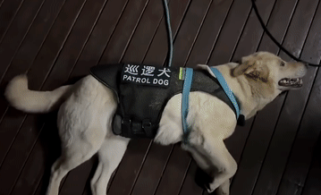捡了个狗子,意外帮它找了份公务员工作,网友酸了:可以捡我吗?