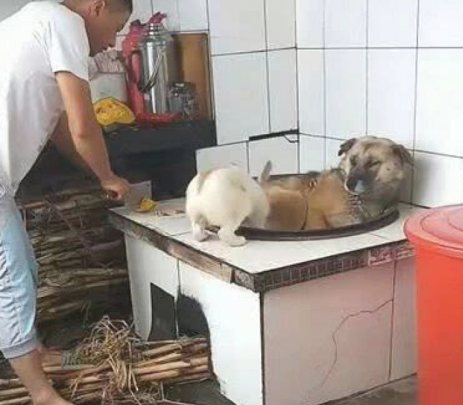 见主人磨刀霍霍向小兔子,狗狗立刻整体实力护朋友,一个行为看傻主人