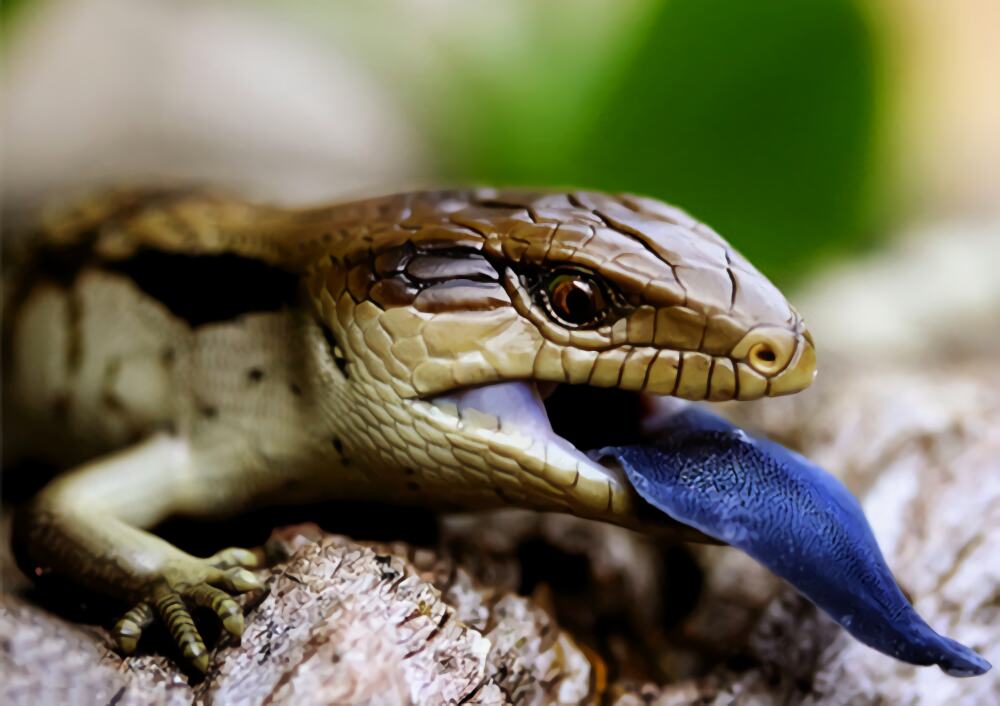 斑点蓝舌蜥身份信息